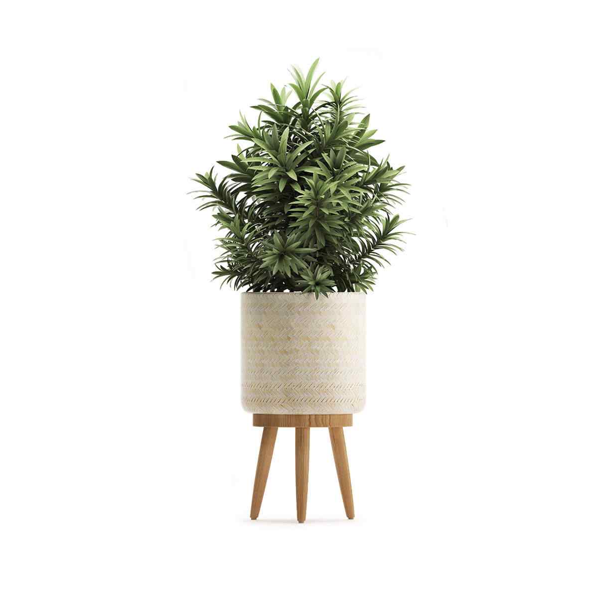 https://jardindeloeste.com/wp-content/uploads/2018/09/product_07.jpg