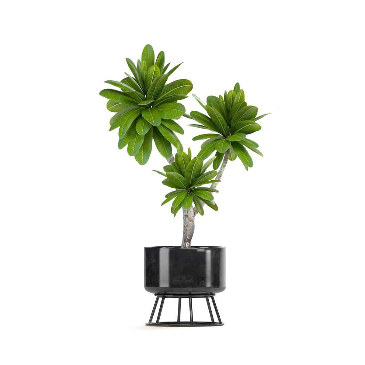 https://jardindeloeste.com/wp-content/uploads/2018/09/product_08.jpg