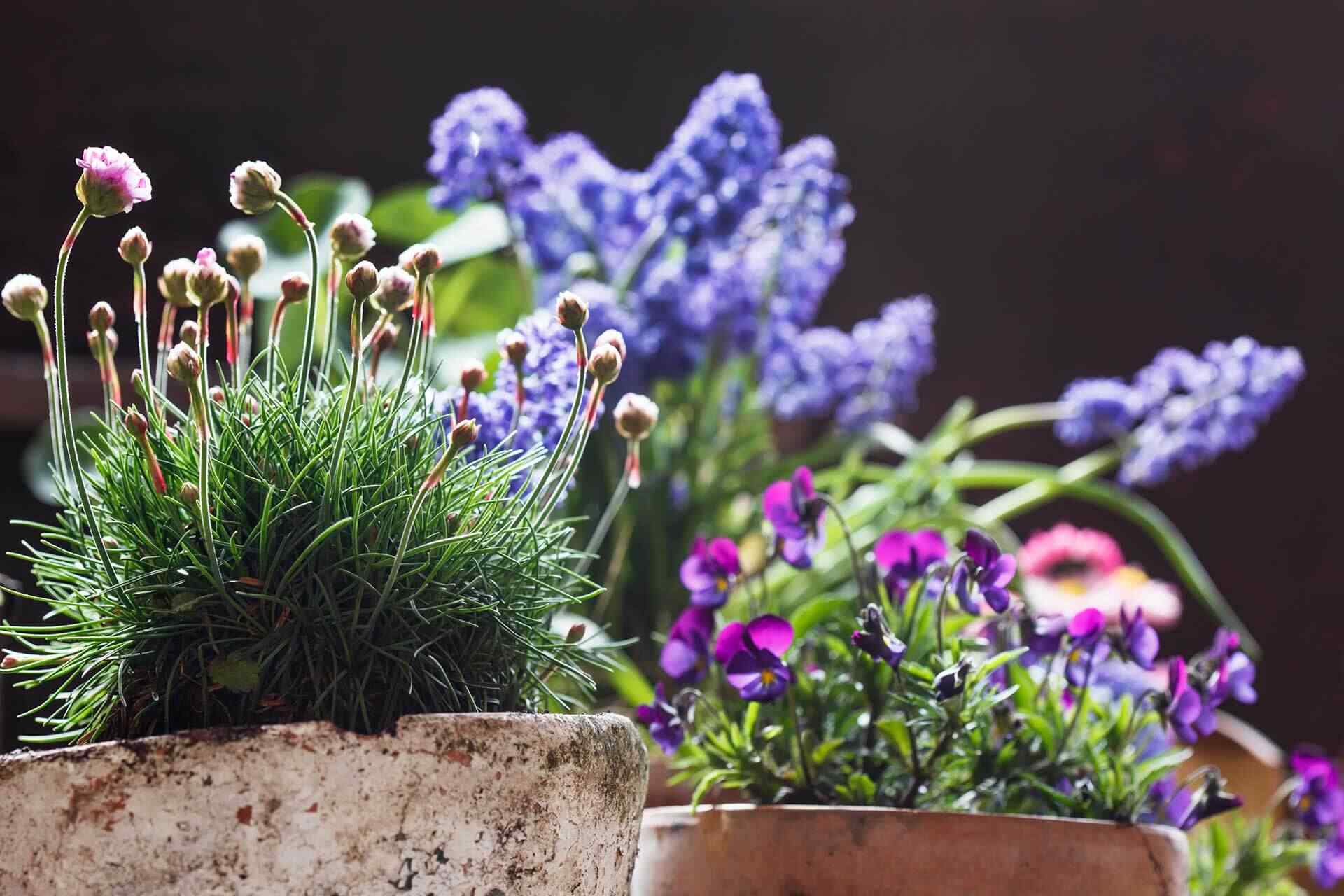 portfolio_10 https://jardindeloeste.com/wp-content/uploads/2019/10/portfolio_10.jpg