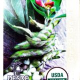 Gandul Enano/ Lázaro - Pigeon Peas "Small Shrubs"