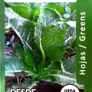 Lechuga - Lettuce "Romain" Green Tower