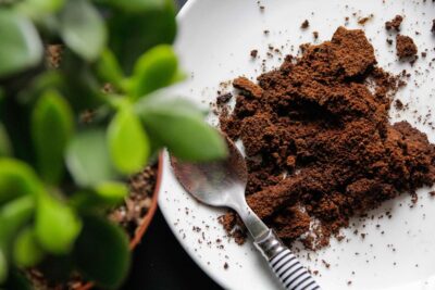 ☕ ALERTA: La mayoría usa la borra de café MAL en sus plantas — ¿lo estás haciendo tú también? ☕ ALERTA: La mayoría usa la borra de café MAL en sus plantas — ¿lo estás haciendo tú también?